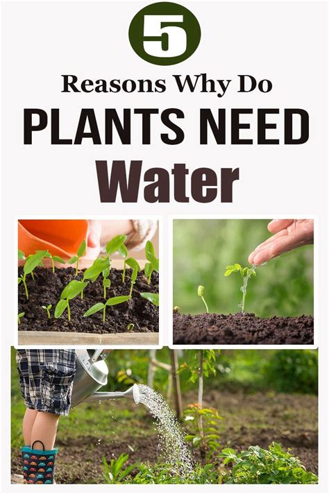 Why Do Plants Need Water To Grow Plant Corz