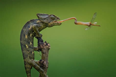 Chameleon Capture Image National Geographic Your Shot Photo Of The Day