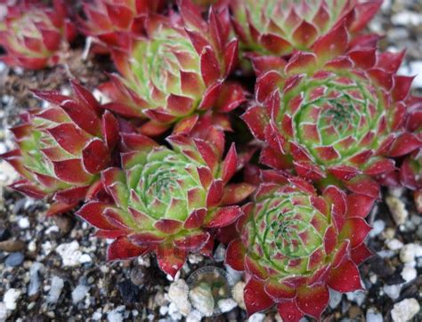 Photo Of The Entire Plant Of Hen And Chicks Sempervivum Tpol