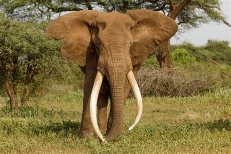 Größter Elefant In Botswana Der Von Trophäenjägern Für 8 Fuß Stoßzähne