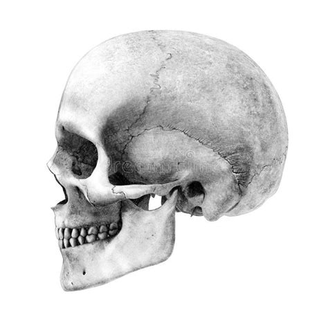 Human Skull Side View Pencil Drawing Style This Is A D Render