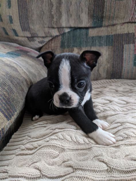 £1,500 starting price varying on colour. Boston Terrier Puppies For Sale | Charlotte, MI #260783