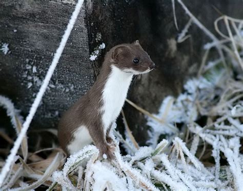 Wapiti3stoat Mustela Erminea Also Known As The Short Tailed Weasel