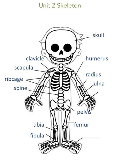 Simple Skeleton Worksheet For Kindergarten