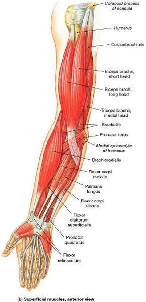 There are four muscles in the upper arm. Pictures Of Arm Muscles
