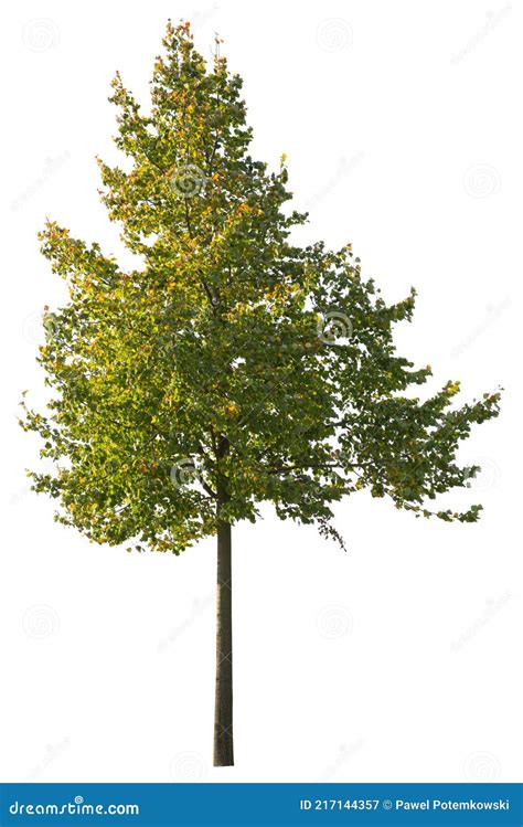 Maple Tree Yellow Leaved Cut Out Tree Isolated On White Background