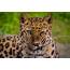 Amur Leopard Who Is Blinking At You  Outdoor Photographer