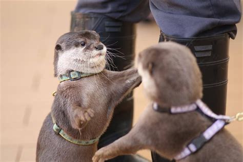 Otter Is Just About To Give His Friend A Hug Cute Baby Animals