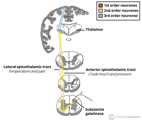 Spinothalamic Tract Basic Human Anatomy And Physiology