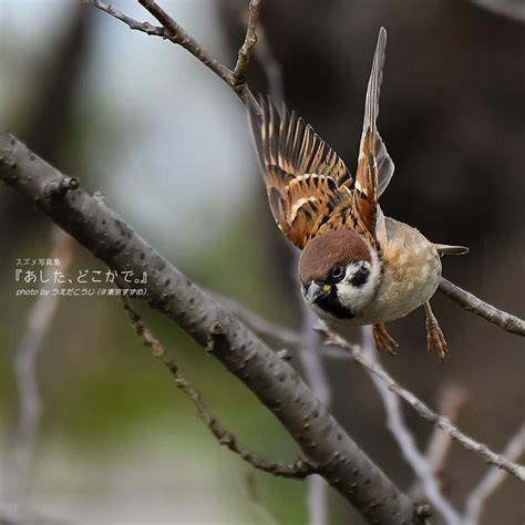 風をきるちゅーん！！！ スズメ 雀 Sparrow 写真 写真好きな人と繋がりたい Photo Photography 野鳥