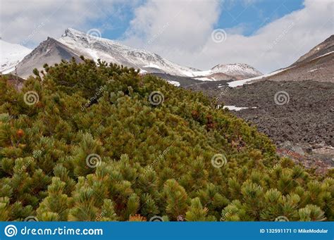 Arbusti Del Pumila Siberiano Del Pinus Del Pino Mugo Di Strisciamento E