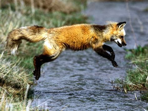 Red Fox Wild Animals Photo 2617640 Fanpop