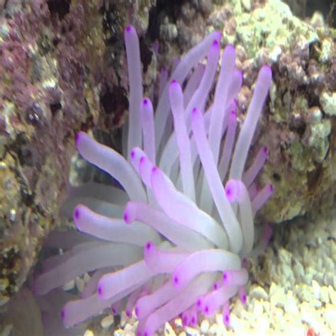 Caribbean Anemone Condylactis Spp Marine World Aquatics