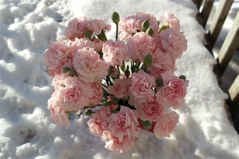 Pink Roses Winter Flowers Fleur Love Photography Canada Snow Winter