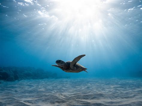 Desktop Wallpaper Underwater Life Turtle Blue Sea Hd