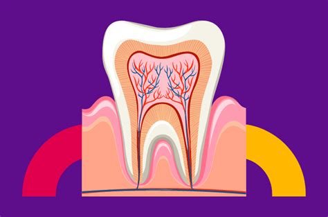 Perlunya Memahami Gambaran Bentuk Anatomi Saluran Akar Gigi Geraham Secara Komprehensif Melalui