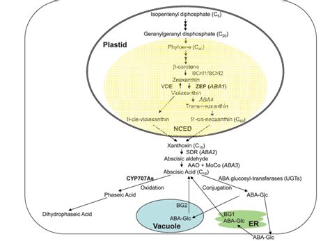 List of noun noun combinations in english with examples. ABA metabolic pathways. | Download Scientific Diagram