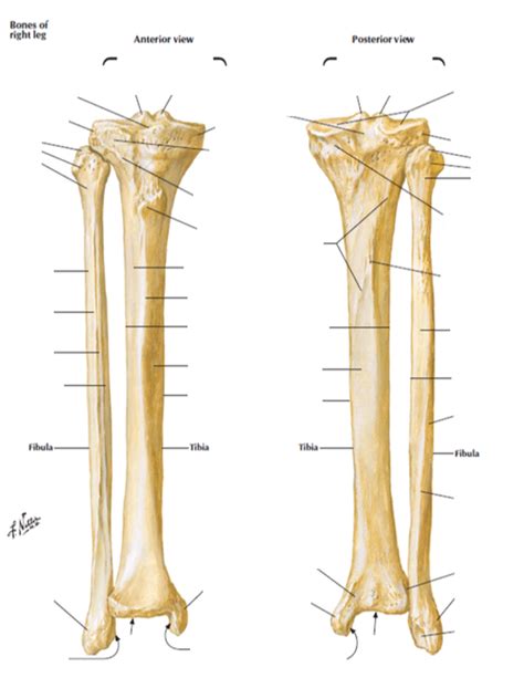 Tibia And Fibula Diagram Quizlet