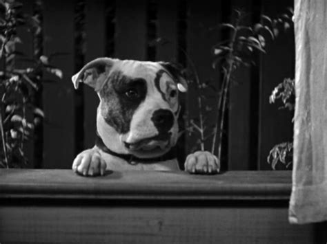 Suddenly, a young woman (2)_ herself into the path of the moving train. Dogs Is Dogs