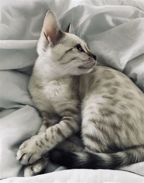 Snow Bengal Kitten With Blue Eyes Baby Cats Beautiful Cats Cute