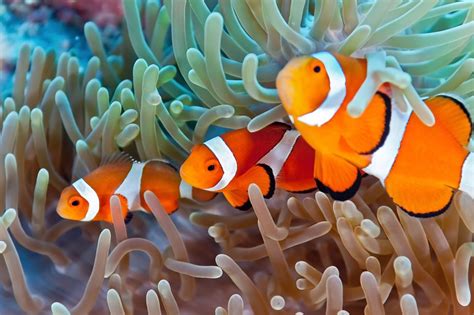 Clownfish Captive Breeding Aims To Stop Illegal Fishing Genome Bc