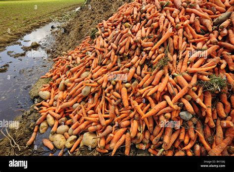 Los Residuos Agrícolas Fotografía De Stock Alamy