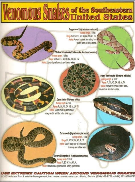 Images About Venomous Snakes On Pinterest Snakes Viper Snake Venom Snake Habitats
