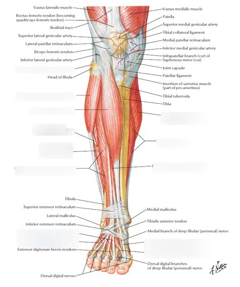 Muscles Of The Lower Limb Anterior View Diagram Quizlet Sexiz Pix
