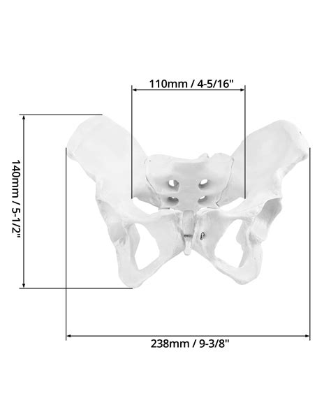 Mua Qwork Life Size Female Pelvis Model Female Pelvic Skeleton