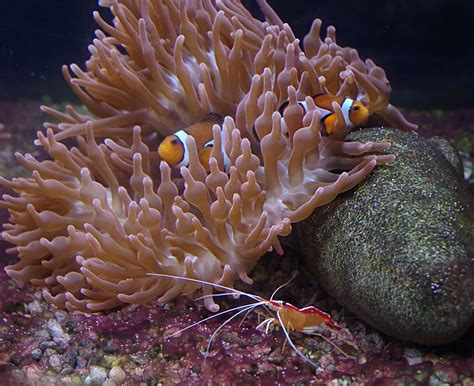 Free Images Water Close Fauna Sea Animal Coral Reef Invertebrate