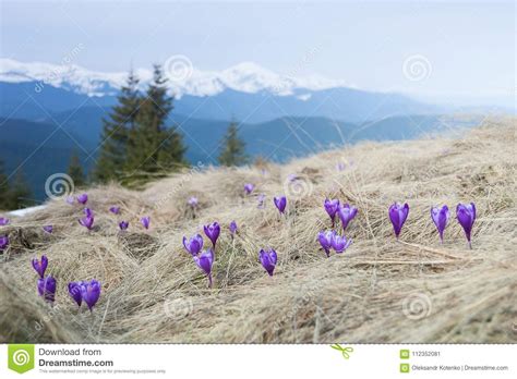 Blooming Violet Crocuses In Mountains Stock Image Image Of Blossom