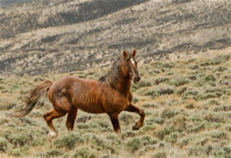 hd animals wallpapers brown mustang horse pictures