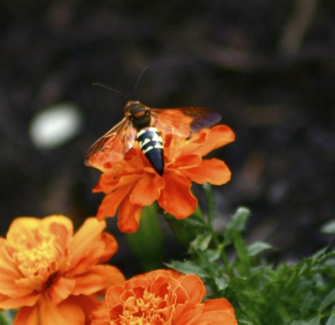 Ground Digger Wasp Get Rid Of Wasps And Hornets Terro®