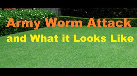 Army Worm Attack Army Worm In Lawn Army Grub Control Dead Patches