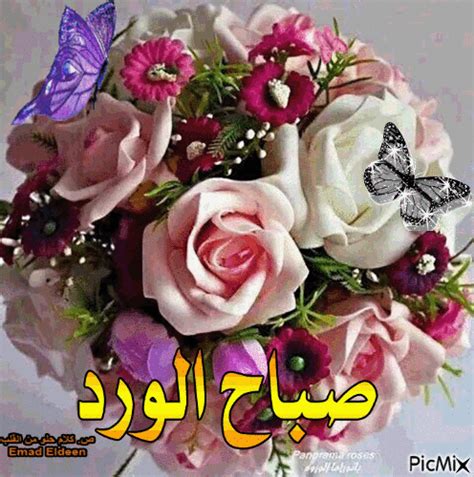 صباح الخير يا أجمل طير بوجودك جنبي أنا وعبير الورد، ونسمة البرد، نقول صباح الورد، يا ورد. صباح الورد , صور ورد صباح الورد جديد - صباحيات