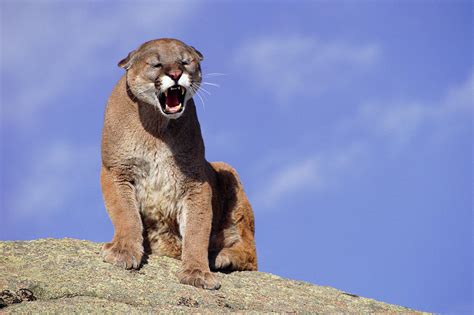 Puma Or Cougar Felis Concolor Sitting Photograph By Nhpa Fine Art America