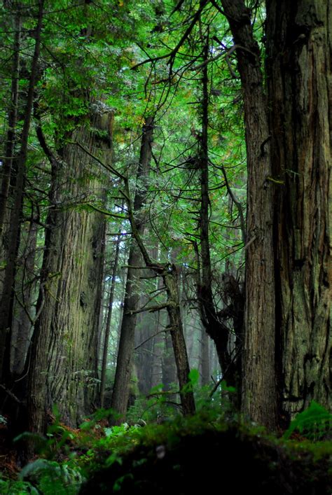 Ancient Forests 2 Mark Pratt Russum Flickr
