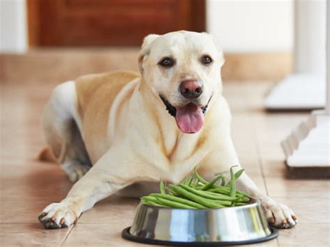 Facebook twitter reddit pinterest email. Can Dogs Eat Green Beans? Are Green Beans Safe For dogs To ...