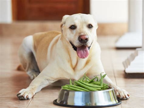 Sep 28, 2017 · crock pot loaded baked beans are a family favorite! Can Dogs Eat Green Beans? Are Green Beans Safe For dogs To ...