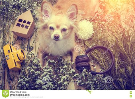 Cute Chihuahua Brown Dog Sitting Relax With Flower Camera And Be Stock