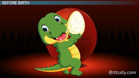 Life Cycle Of A Crocodile Lesson For Kids Lesson