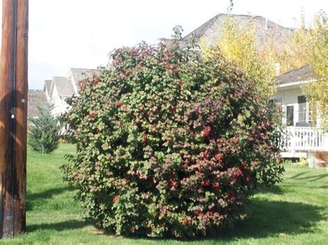 Leaves are an outstanding feature emerging reddish, turning dark green. Front Hedge Row: Highbush American Cranberry Bush Viburnum ...