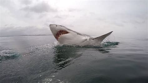 Great White Shark Diving South Africa Youtube