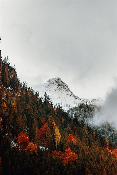 1366x768px 720p Free Download Snow Line Autumn Mountains Trees