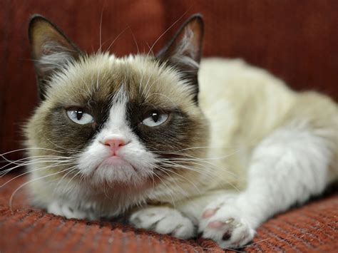 Умерла сердитая кошка Grumpy Cat РИА Новости 17052019