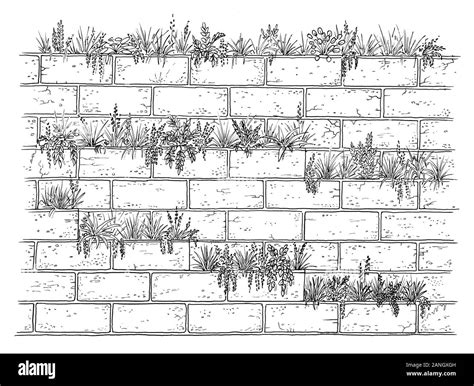 Concept Drawing Of Green Wall Sketch Of Plants Planted At The Brick