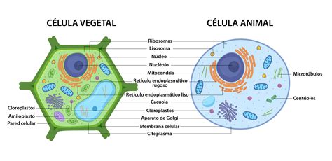 Estructura Celula Vegetal Y Animal Dinami