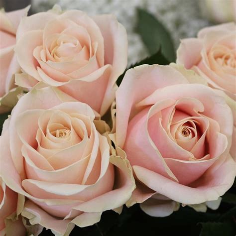 With this method it is easy to get the perfect texture in a few days, even hours. It might be a cliché but roses really are my favourite ...