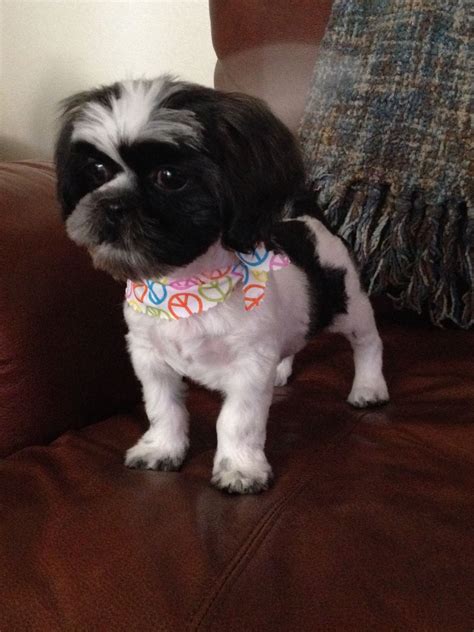 79 Popular How To Give A Shih Tzu A Haircut With Simple Style