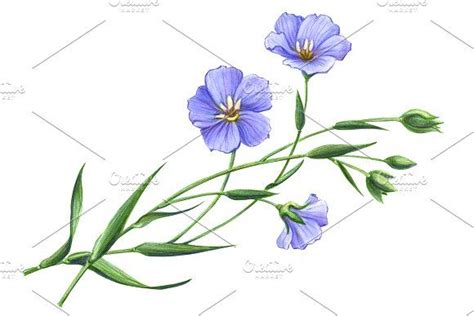 Flax Pencil Drawing Isolated Flower Drawing Flax Flowers Drawings